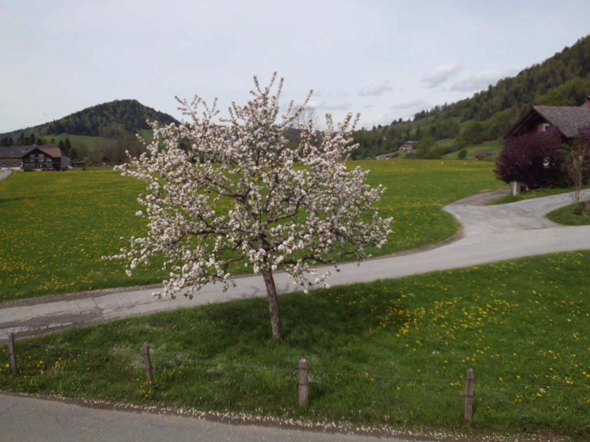 Ferienwohnung Annele Hittisau Exterior photo